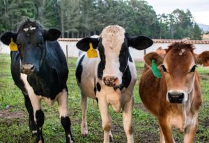 pcd veterinary pharma franchise company