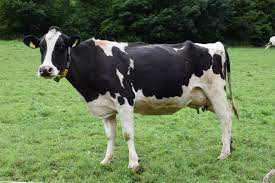 Veterinary PCD franchise in West Bengal