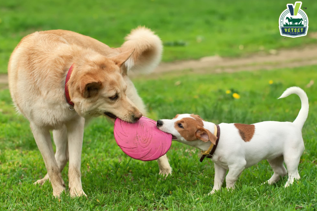 Dog Healthy