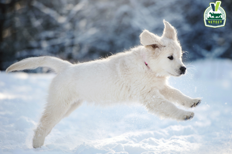 Keep Pets Warm in Cold Winter