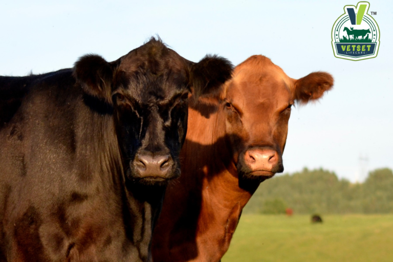 PCD Veterinary Pharma Franchise in Chandigarh
