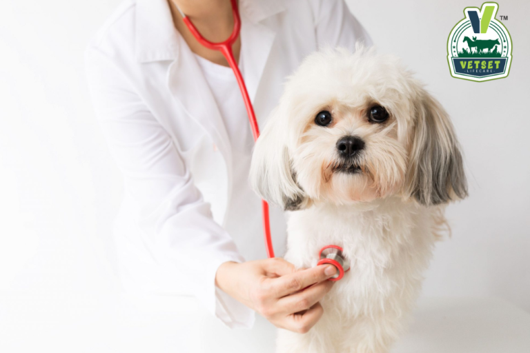 Most Common Health Problems in Pets