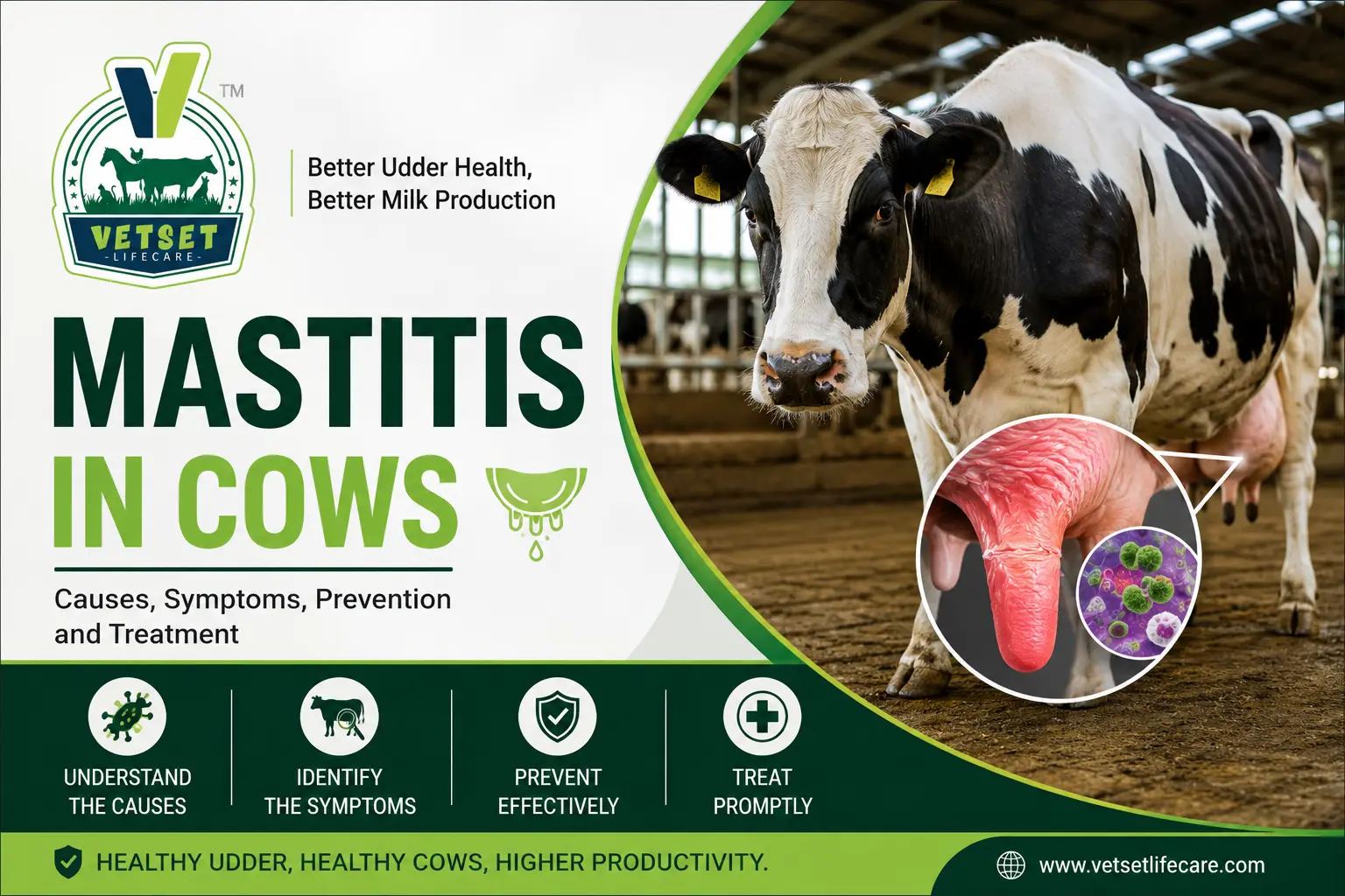 Mastitis in Cows