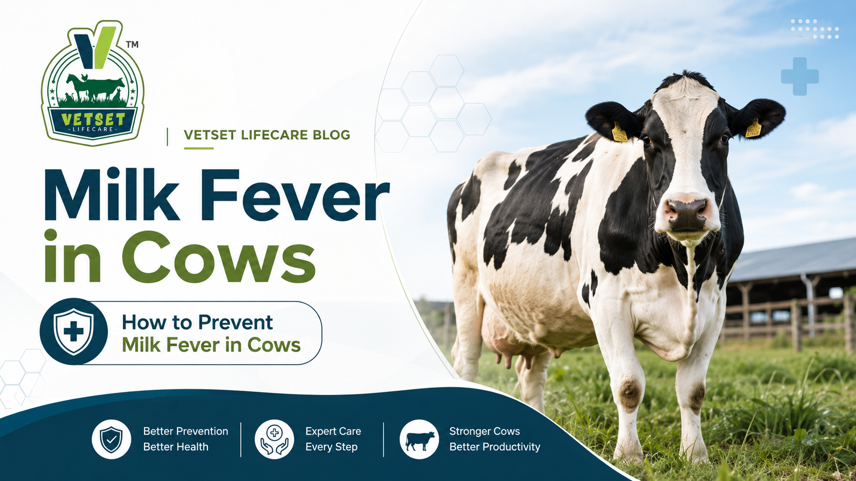 How to prevent milk fever in cows