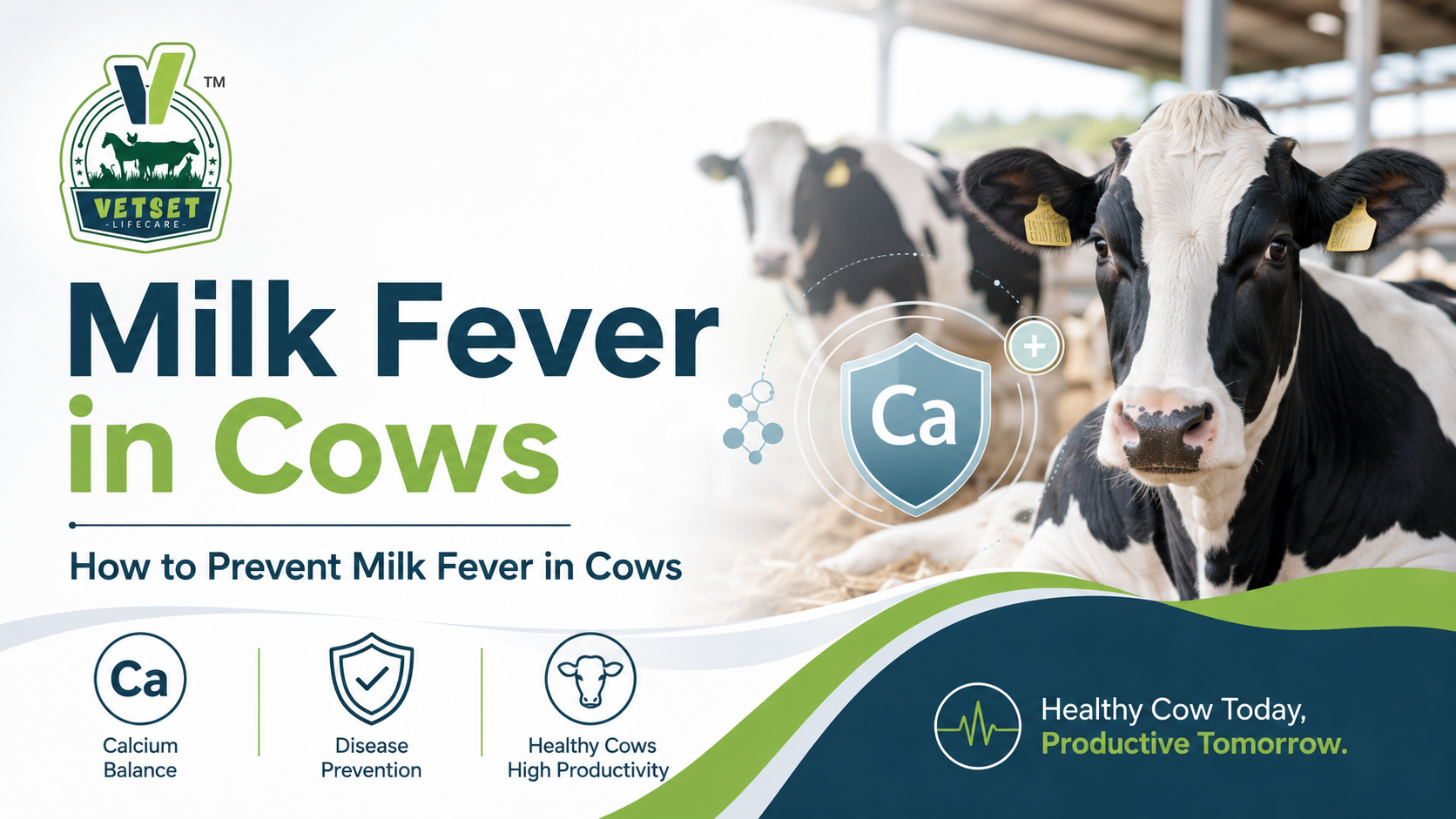 Milk Fever in Cows