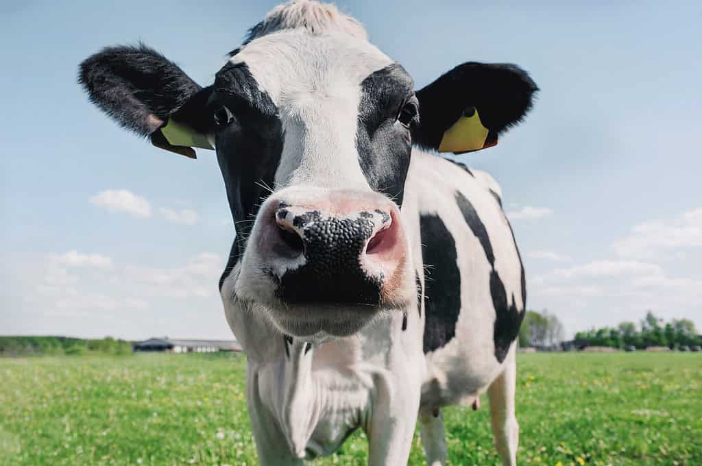 vetsetlifecare