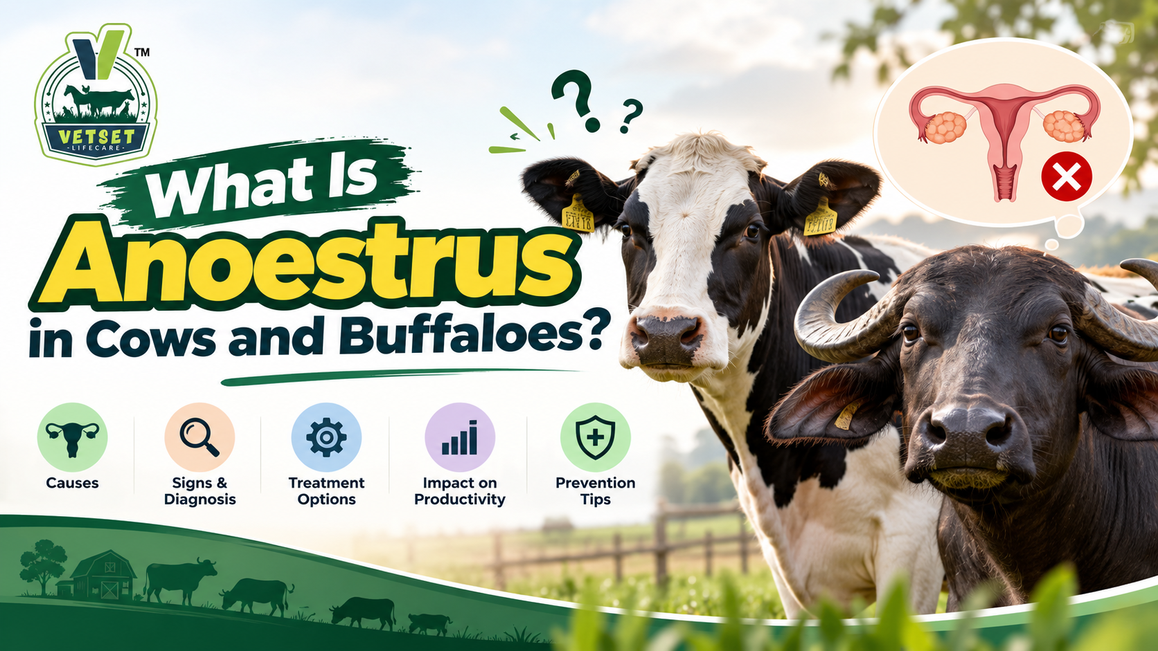 What Is Anoestrus in Cows and Buffaloes?