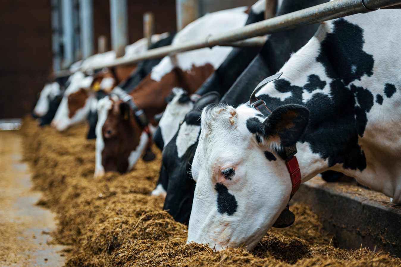 PCD veterinary third party pharma franchise in Andhra Pradesh